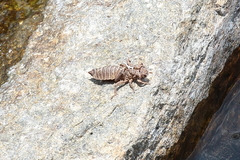 Melligomphus sinicus