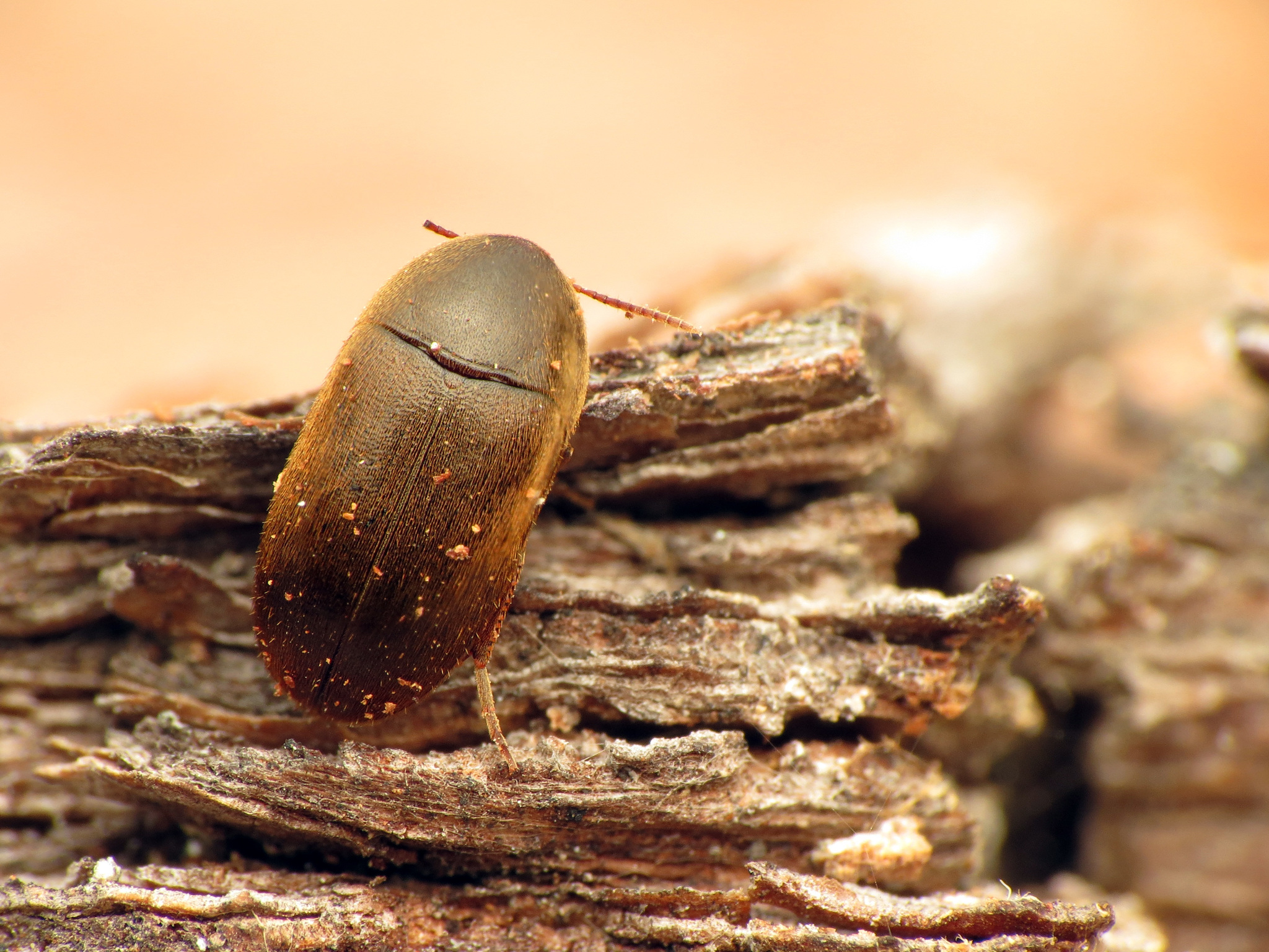 polypore fungus beetles