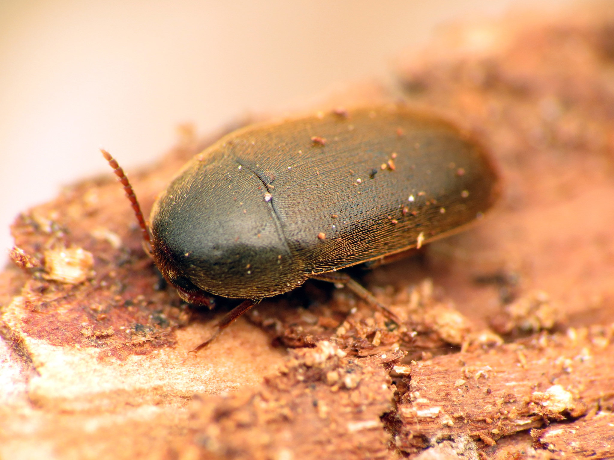 polypore fungus beetles