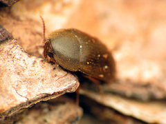 Tetratomidae
