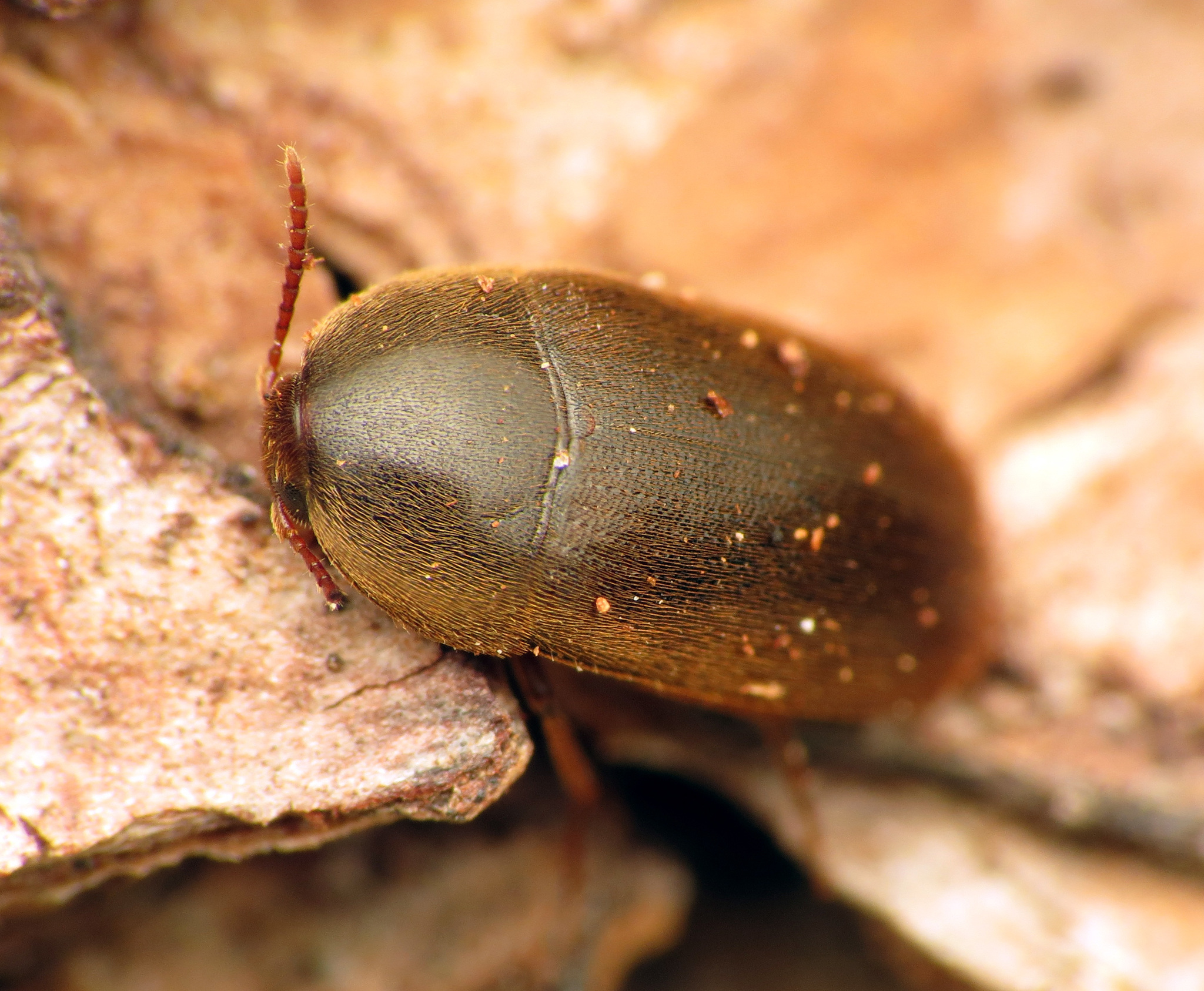 polypore fungus beetles