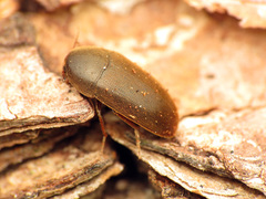 Tetratomidae