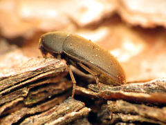 Tetratomidae