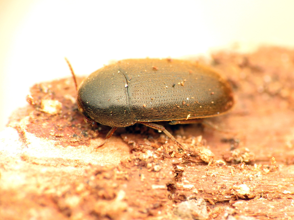 Eustrophus tomentosus