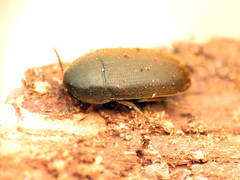 Tetratomidae
