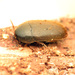 Eustrophus tomentosus - Photo (c) Katja Schulz, alguns direitos reservados (CC BY)