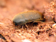 Tetratomidae