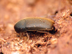Tetratomidae