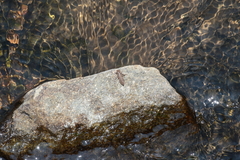 Melligomphus sinicus