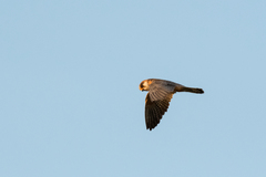 Falco vespertinus