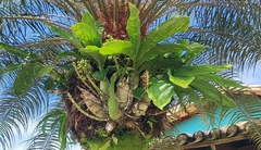 Catasetum purum