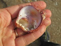 Spondylus gaederopus