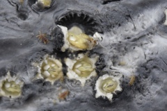 Cryptolepas rhachianecti