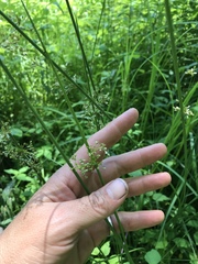 Juncus effusus solutus
