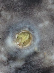 Cryptolepas rhachianecti