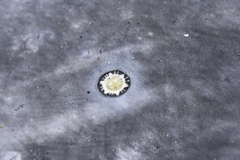 Cryptolepas rhachianecti