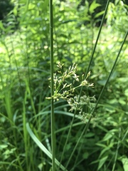 Juncus effusus solutus