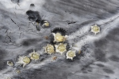 Cryptolepas rhachianecti