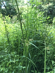 Juncus effusus solutus