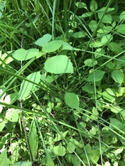Juncus effusus solutus