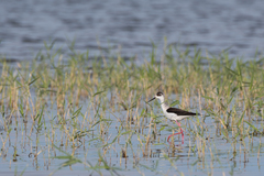 Himantopus himantopus