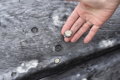 Cryptolepas rhachianecti