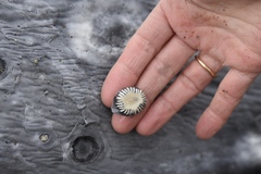 Cryptolepas rhachianecti