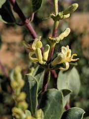 Lonicera interrupta
