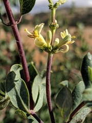 Lonicera interrupta