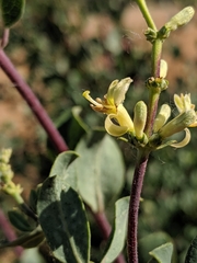 Lonicera interrupta