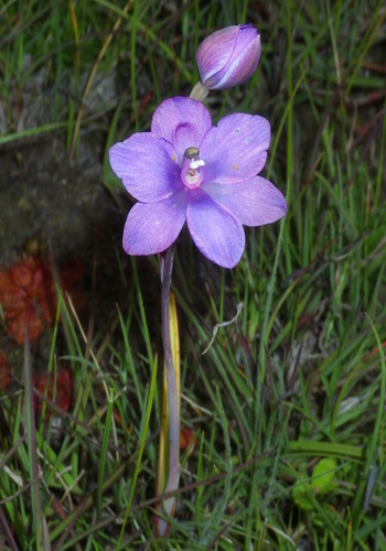 Clumping sun orchid (Thelymitra gregaria)