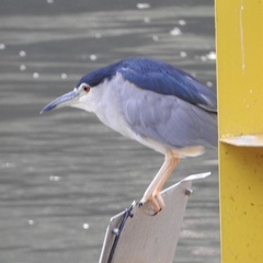 Nycticorax nycticorax