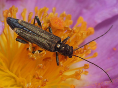 Oedemera barbara