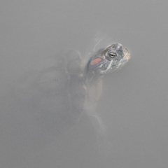 Trachemys scripta elegans