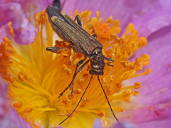Oedemera barbara