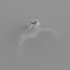 Trachemys scripta elegans