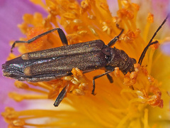 Oedemera barbara