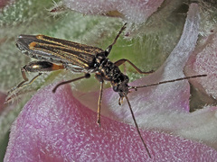 Oedemera barbara