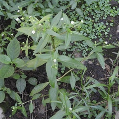 Magnoliopsida