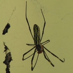 Trichonephila clavata