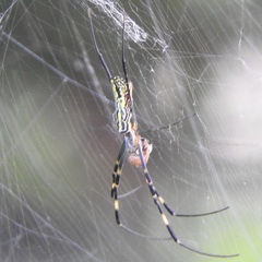 Trichonephila clavata