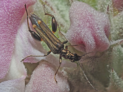 Oedemera barbara