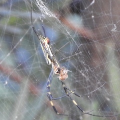 Trichonephila clavata