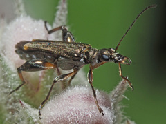 Oedemera barbara