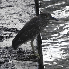 Nycticorax nycticorax
