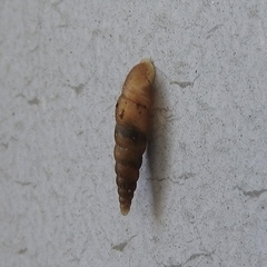 Gastropoda