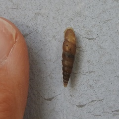 Gastropoda
