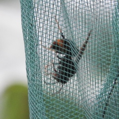 Vespa velutina
