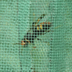 Vespa velutina