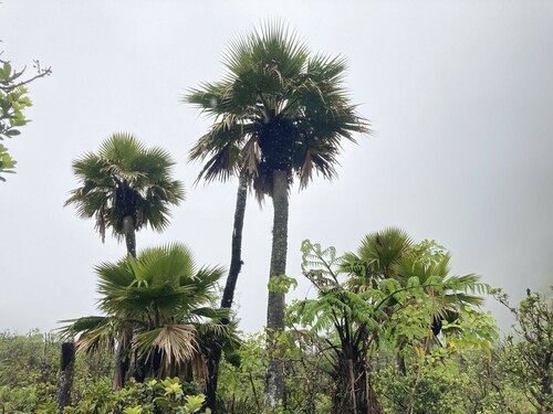 Pritchardia woodii